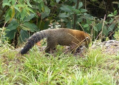 Nasua olivacea