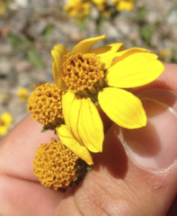 Bahiopsis triangularis