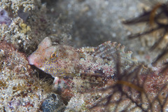 Synchiropus