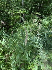 Elymus wiegandii