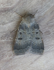 Abagrotis trigona
