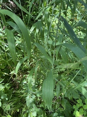 Elymus wiegandii