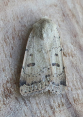 Abagrotis trigona