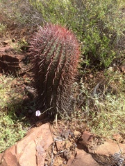 Ferocactus gracilis gracilis