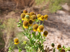Helenium microcephalum