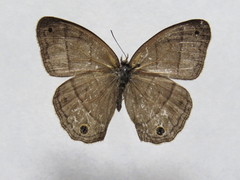 Cissia pompilia