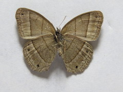 Cissia pompilia