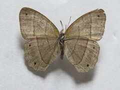 Cissia pompilia