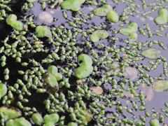 Wolffia brasiliensis