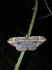 Hemeroblemma ochrolinea