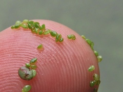 Wolffia brasiliensis