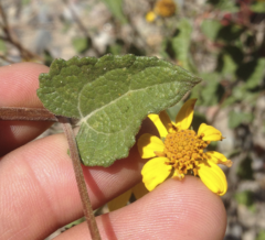 Bahiopsis triangularis
