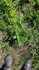Asclepias syriaca