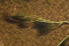 Ranunculus kauffmannii