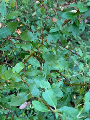 Pyracantha fortuneana