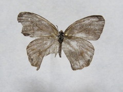 Cyllopsis pephredo