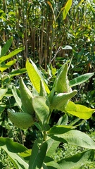 Asclepias syriaca
