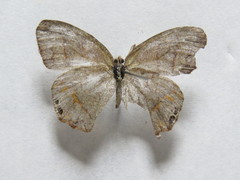 Cyllopsis pephredo