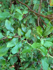 Pyracantha fortuneana