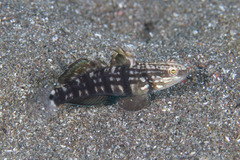 Amblygobius phalaena