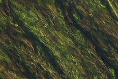 Ranunculus kauffmannii