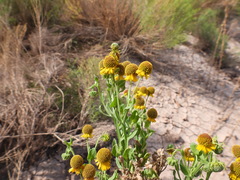 Helenium microcephalum