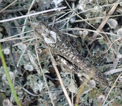 Arphia pseudonietana