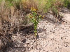 Helenium microcephalum