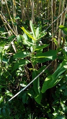 Asclepias syriaca