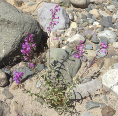 Penstemon spectabilis subinteger