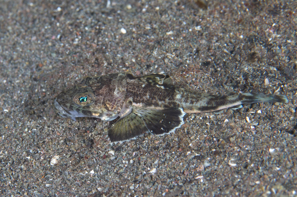 Welander's Flathead