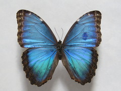 Morpho helenor narcissus