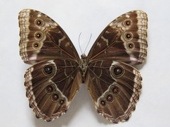 Morpho helenor narcissus