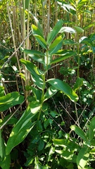 Asclepias syriaca