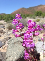 Penstemon spectabilis subinteger