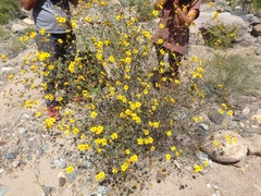 Bahiopsis triangularis