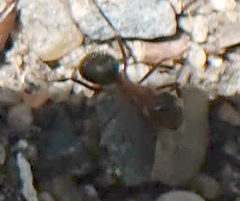 Formica ulkei