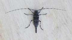 Acanthocinus obliquus