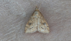 Udea profundalis