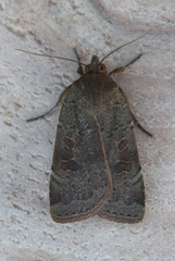 Abagrotis placida