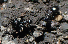 Dolichoderus taschenbergi