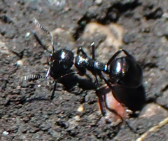 Dolichoderus taschenbergi