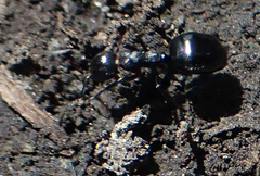 Dolichoderus taschenbergi