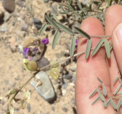 Astragalus prorifer