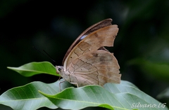 Archaeoprepona demophon centralis