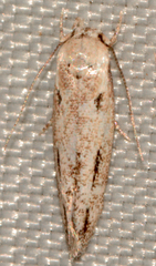Mompha brevivittella