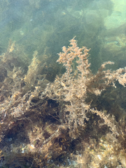 Sargassum muticum