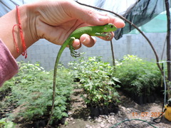 Ctenosaura pectinata