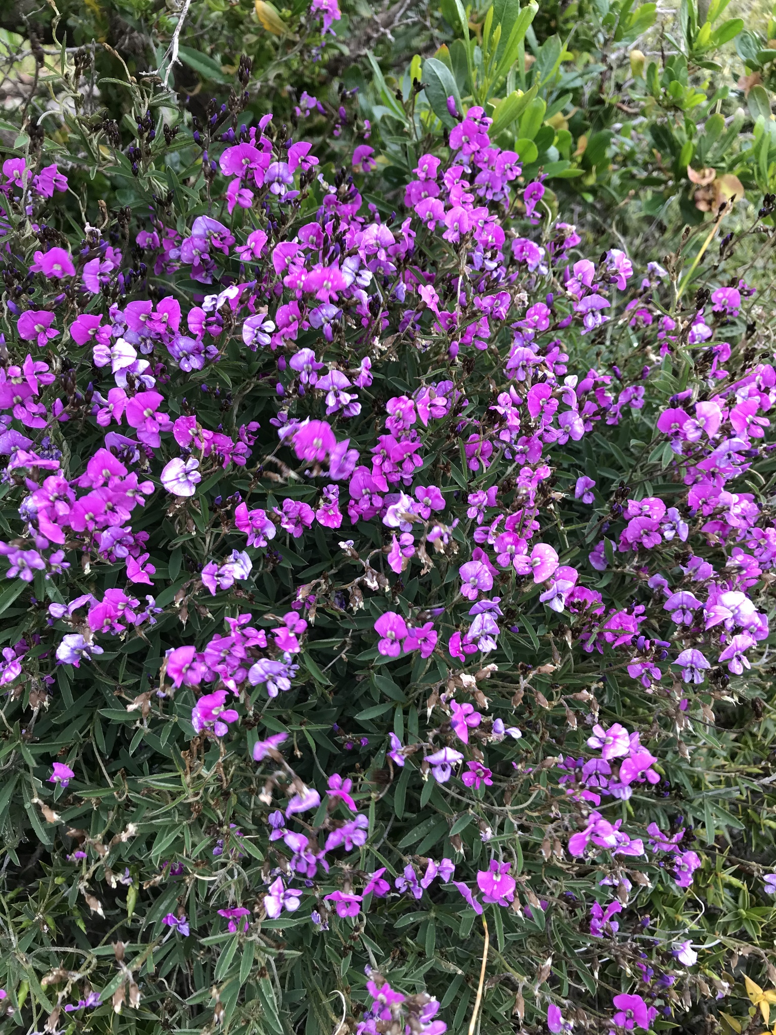 Glycine
