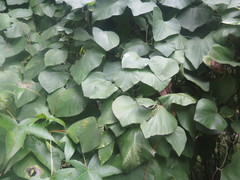 Aristolochia tomentosa